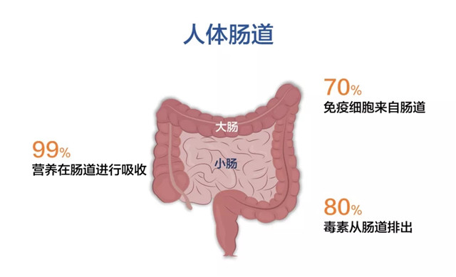 腸道(dào)健康有(yǒu)多(duō)重要(yào)，你(nǐ)知(zhī)道(dào)嗎(ma)？.webp.jpg
